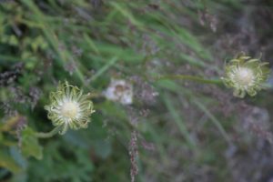 Paesaggi - di - montagna - fiori
