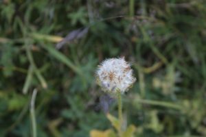 Paesaggi - di - montagna - fiori
