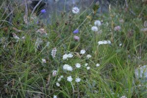 Paesaggi - di - montagna - fiori