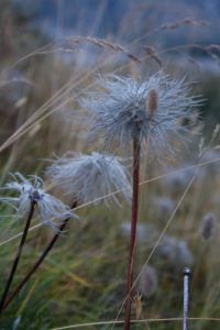 Paesaggi - di - montagna - fiori