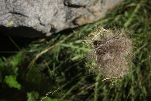 Paesaggi - di - montagna