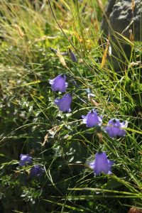 Paesaggi - di - montagna