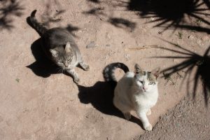 Marrakech- Palais Bahia