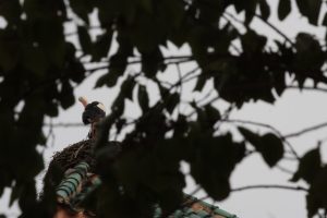 Marrakech - le - cicogne