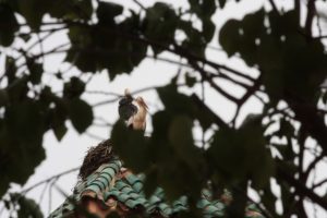 Marrakech - le - cicogne