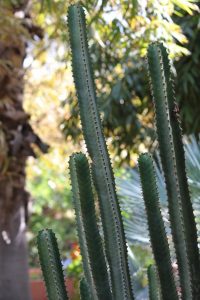 Jardin Majorelle