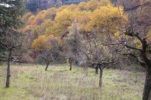 Appennino Tosco -Emiliano