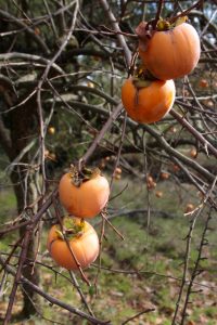 Appennino Tosco -Emiliano