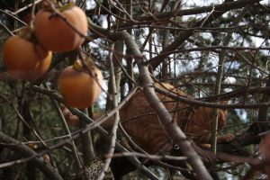 Appennino Tosco -Emiliano