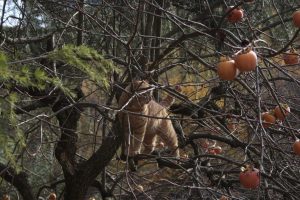 Appennino Tosco -Emiliano