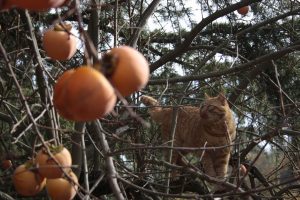 Appennino Tosco -Emiliano