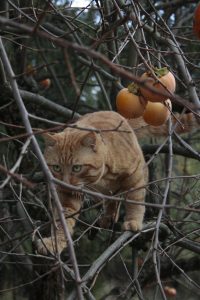 Appennino Tosco -Emiliano