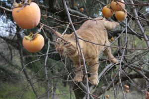 Appennino Tosco -Emiliano