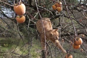 Appennino Tosco -Emiliano