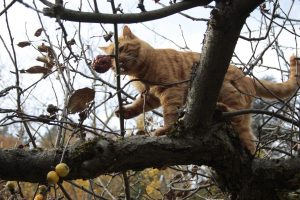 Appennino Tosco -Emiliano