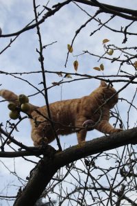 Appennino Tosco -Emiliano
