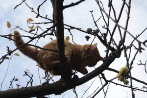 Appennino Tosco -Emiliano