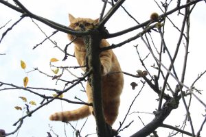 Appennino Tosco -Emiliano
