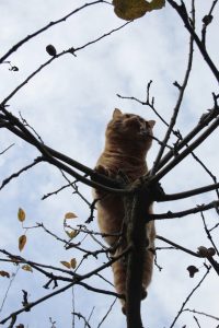 Appennino Tosco -Emiliano