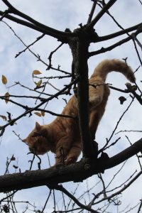 Appennino Tosco -Emiliano