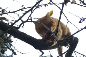 Appennino Tosco -Emiliano