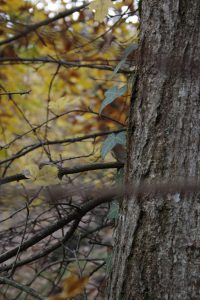 Appennino Tosco -Emiliano
