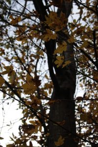 Appennino Tosco -Emiliano