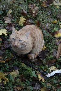 Appennino Tosco -Emiliano