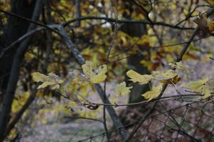 Appennino Tosco -Emiliano