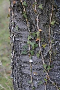 Appennino Tosco -Emiliano