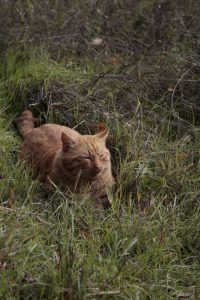 Appennino Tosco -Emiliano