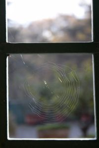 Appennino Tosco - Emiliano