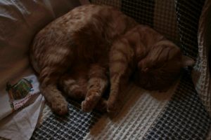 Appennino Tosco - Emiliano