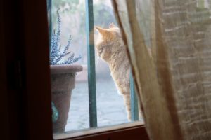 Appennino Tosco -Emiliano