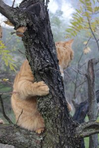 Appennino Tosco -Emiliano