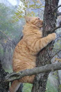Appennino Tosco -Emiliano