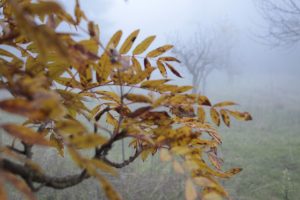 Appennino Tosco -Emiliano