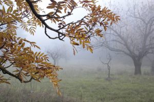Appennino Tosco -Emiliano