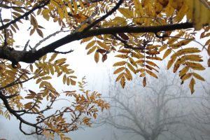 Appennino Tosco -Emiliano