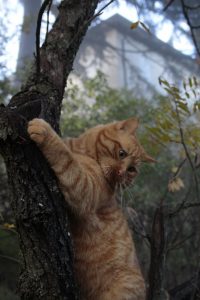 Appennino Tosco -Emiliano