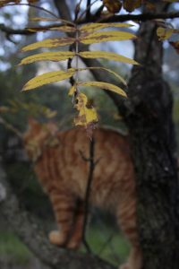 Appennino Tosco -Emiliano