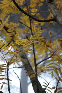 Appennino Tosco -Emiliano