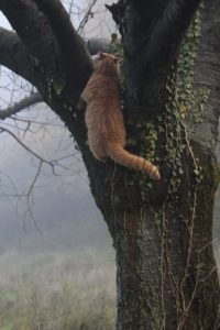 Appennino Tosco -Emiliano