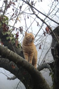 Appennino Tosco -Emiliano