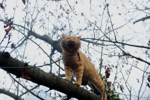 Appennino Tosco - Emiliano