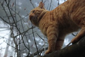 Appennino Tosco -Emiliano