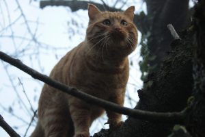 Appennino Tosco -Emiliano