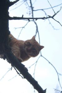 Appennino Tosco - Emiliano