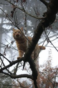 Appennino Tosco -Emiliano