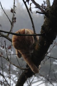 Appennino Tosco -Emiliano